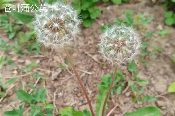 蒲公英的种类,主要分为东北蒲公英、异苞蒲公英等10种
