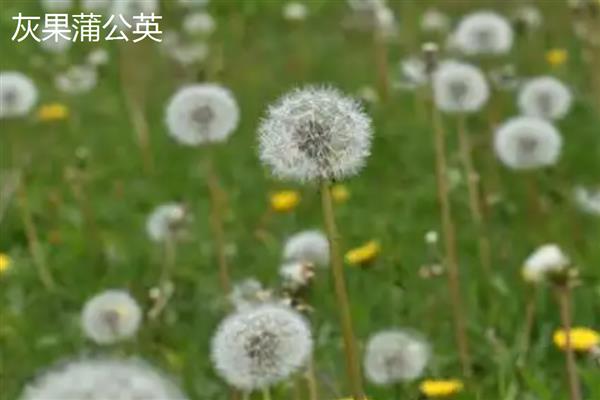 蒲公英的种类,主要分为东北蒲公英、异苞蒲公英等10种