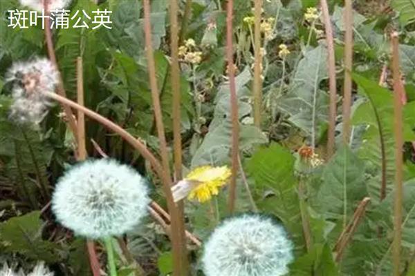 蒲公英的种类,主要分为东北蒲公英、异苞蒲公英等10种