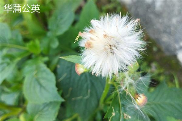 蒲公英的种类,主要分为东北蒲公英、异苞蒲公英等10种