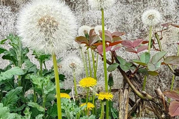 蒲公英的种类,主要分为东北蒲公英、异苞蒲公英等10种