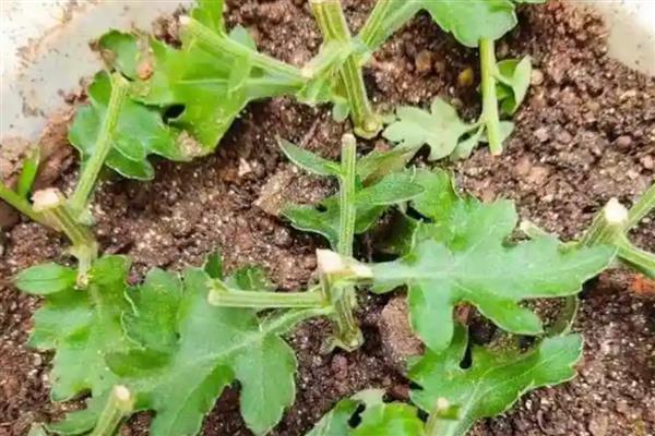 菊花的扦插方法，4-5月份进行为佳