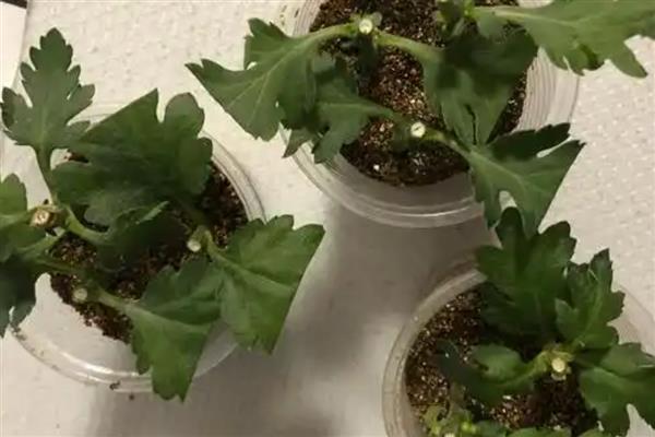 菊花的扦插方法，4-5月份进行为佳