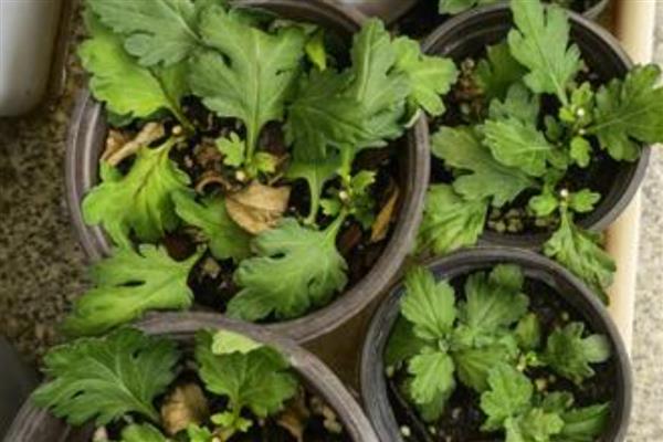 菊花的扦插方法，4-5月份进行为佳