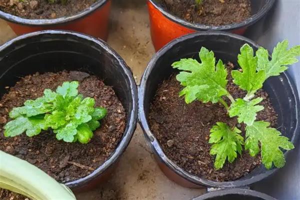 菊花的扦插方法，4-5月份进行为佳