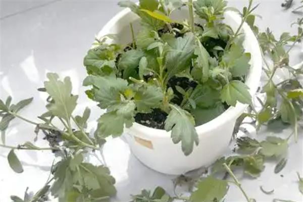 菊花的扦插方法，4-5月份进行为佳