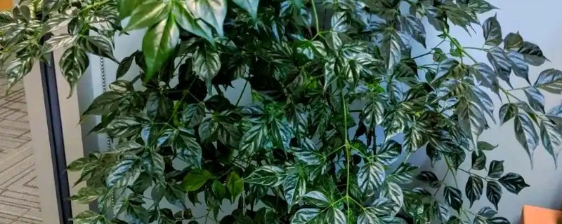 怎么修剪幸福树的枝叶,要将过于密集的枝条剪去