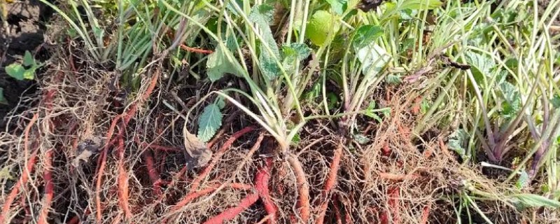 种植一亩丹参的利润有多少，利润为4400-4900元左右