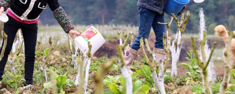 桑树的施肥方式，秋肥亩施15公斤尿素