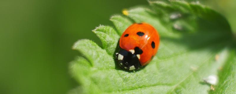 七星瓢虫捉棉花上的什么害虫，会捉蚜虫