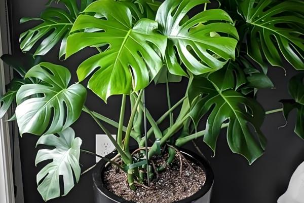 什么植物去甲醛效果好，推荐芦荟、吊兰等