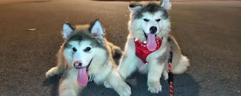 怎么去除狗身上的吸血虫，要定期对犬进行清洗