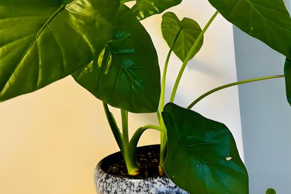 春天怎么养滴水观音，在18℃以上的环境养护为佳