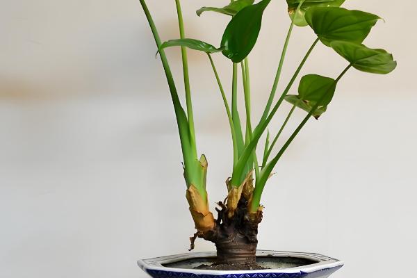 春天怎么养滴水观音，在18℃以上的环境养护为佳