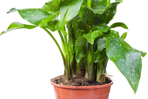 春天怎么养滴水观音，在18℃以上的环境养护为佳