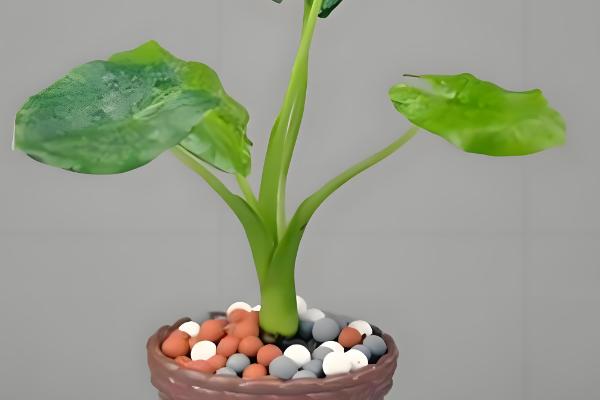 春天怎么养滴水观音，在18℃以上的环境养护为佳