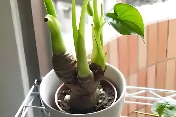 春天怎么养滴水观音，在18℃以上的环境养护为佳