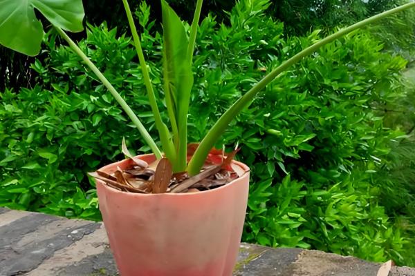 春天怎么养滴水观音，在18℃以上的环境养护为佳