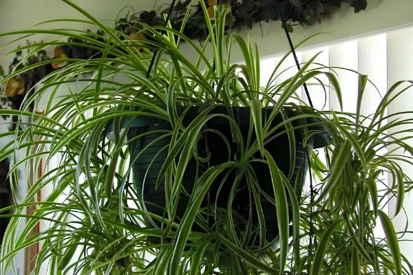 什么植物去甲醛效果好，推荐芦荟、吊兰等