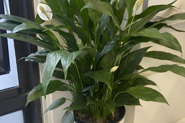 什么植物去甲醛效果好，推荐芦荟、吊兰等