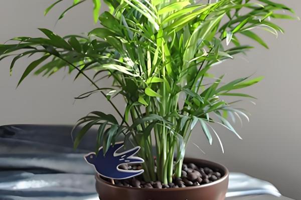 什么植物去甲醛效果好，推荐芦荟、吊兰等