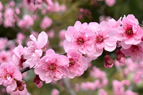 正月能不能种花，可在室内或温棚内栽培