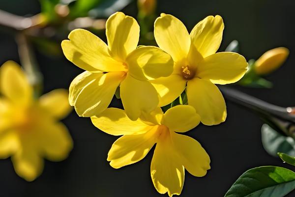 迎春花会不会自行繁殖,枝条接触土壤后会长出新株