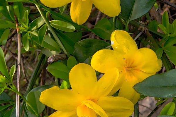 迎春花会不会自行繁殖,枝条接触土壤后会长出新株