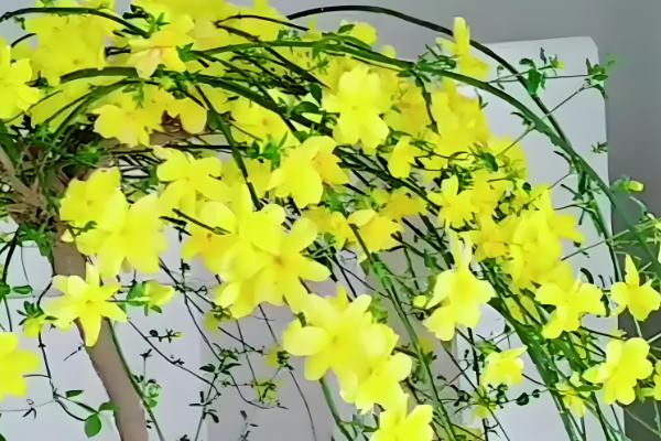 迎春花会不会自行繁殖,枝条接触土壤后会长出新株