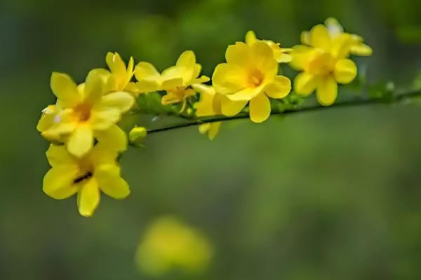 迎春花会不会自行繁殖,枝条接触土壤后会长出新株