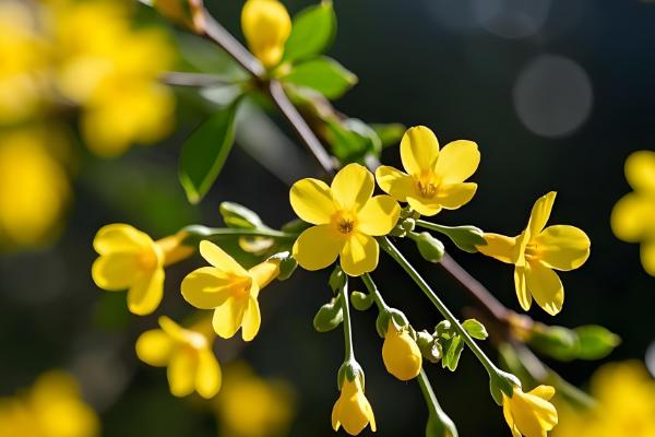 迎春花会不会自行繁殖,枝条接触土壤后会长出新株