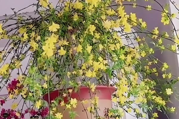 迎春花会不会自行繁殖,枝条接触土壤后会长出新株