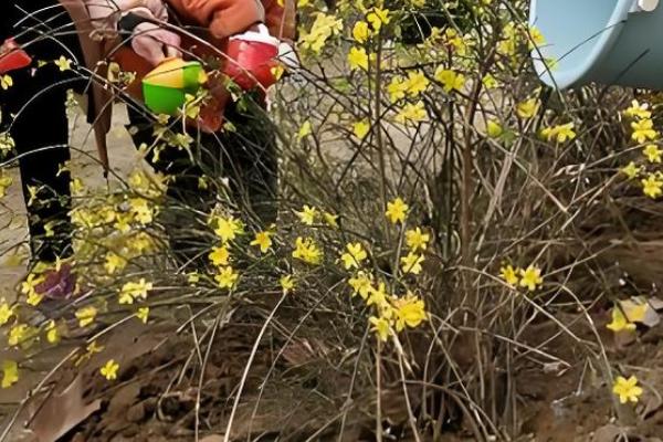 迎春花会不会自行繁殖,枝条接触土壤后会长出新株