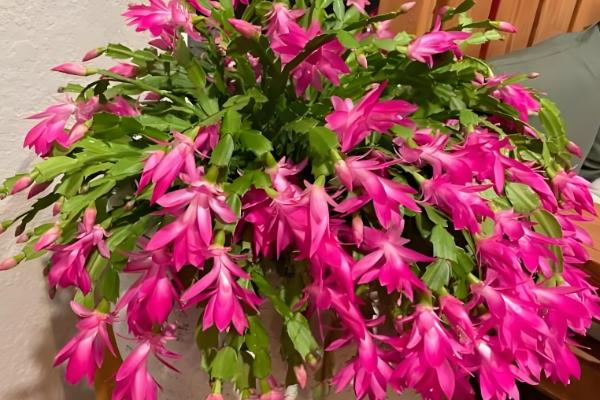 正月能不能种花，可在室内或温棚内栽培