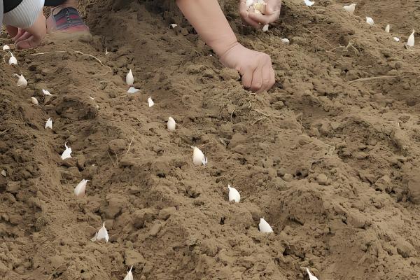 种大蒜用什么做底肥，可以用农家肥和复合肥