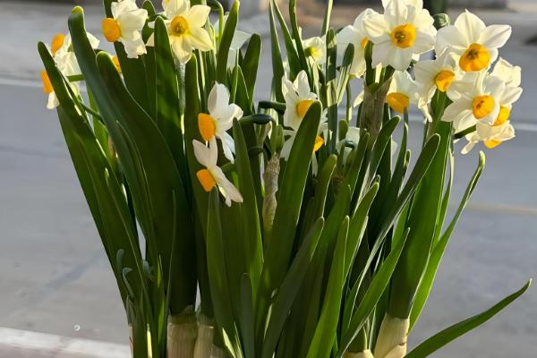 正月能不能种花，可在室内或温棚内栽培