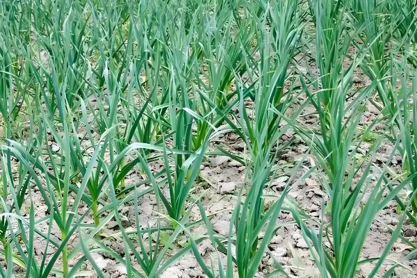 种大蒜用什么做底肥，可以用农家肥和复合肥