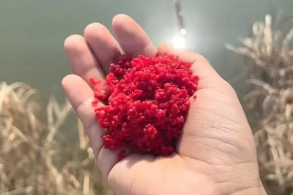 钓鱼要不要打窝,打窝对垂钓有促进效果