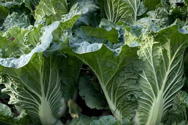 适合秋天种的农作物,推荐大白菜和大蒜等