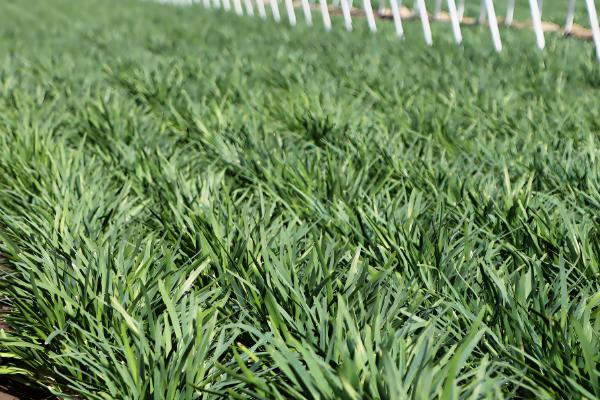 适合秋天种的农作物,推荐大白菜和大蒜等