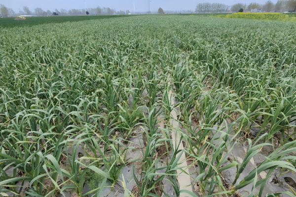 适合秋天种的农作物,推荐大白菜和大蒜等