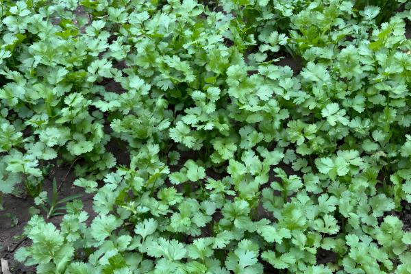 适合秋天种的农作物,推荐大白菜和大蒜等