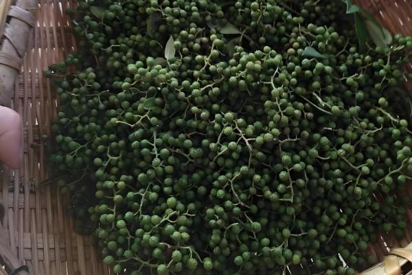 青花椒如何保存才不变色,一定要密封好