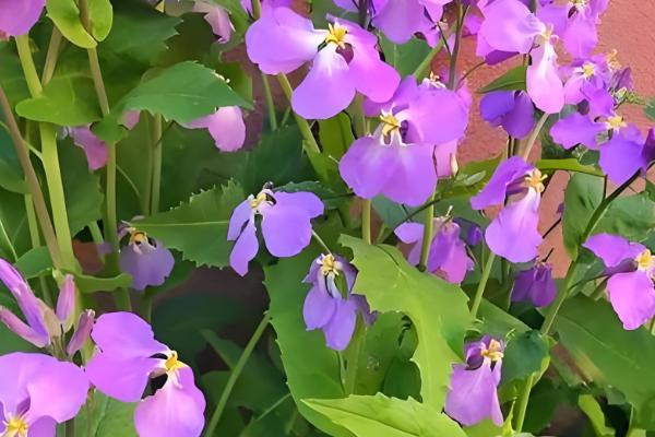 正月能不能种花，可在室内或温棚内栽培