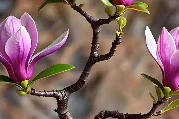 正月能不能种花，可在室内或温棚内栽培