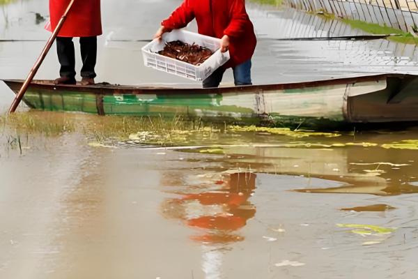 养小龙虾水要多深何时，最好在1.5米左右