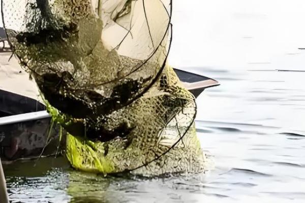 养小龙虾水要多深何时，最好在1.5米左右