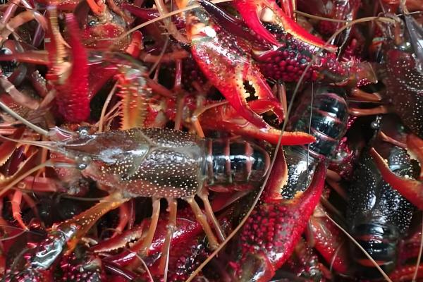 养小龙虾水要多深何时，最好在1.5米左右