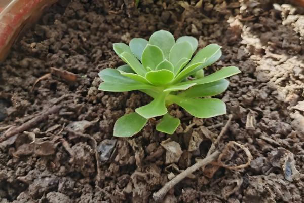正月能不能种花，可在室内或温棚内栽培