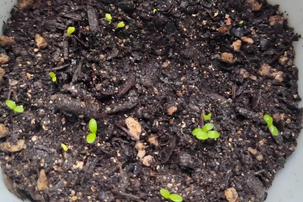 正月能不能种花，可在室内或温棚内栽培